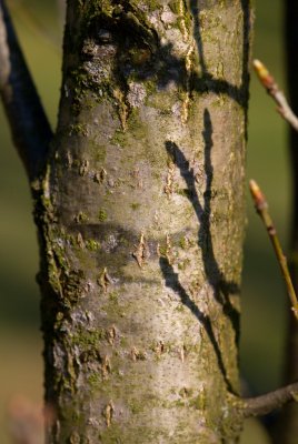 Quercus robur 'Fastigiata' - dub letní, křemelák - kůra